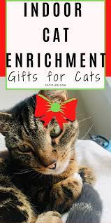 Cat Gift Basket Ideas Cat Treats And Gifts For Cats Caticles Cat Gift Basket Cat Gifts Diy Cat Toys