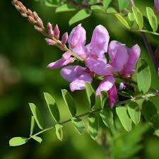 Image result for Indigofera adenoides