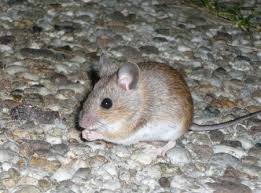 Electronic pest control devices use sound or vibrations to repel pests. Ultrasonic Devices Ultra Ineffective New York State Ipm Program
