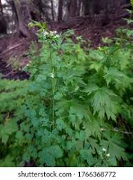 Image result for Chlorophytum sparsiflorum