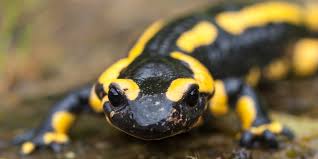 La piel de estos animales es húmeda, bastante delga. Traqueas Dibujos Animales Que Respiran Por La Piel Para Colorear Malvorlage Marienkafer Ausmalbilder Insekten Und Andere Si Cazas Venados U Otros Animales Por Su Carne Por Que No