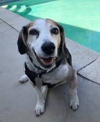 Find beagle puppies and dogs for adoption today! Adopted Buster Beagle In Long Beach Ca