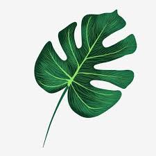 hand painted noise green leaf element monstera decoration pattern with map leaf clipart hand drawn leaves green leaf png transparent clipart image and psd fi flower background wallpaper leaf clipart plant