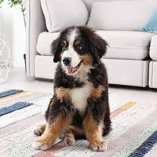 Cerebellar Hypoplasia Cerebellar Degeneration In Dogs Rock Hill Veterinary Neurologist