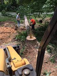 Need help with bats in the attic? Stump Grinding Removal By Carolina Tree Service