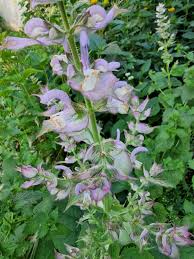 Image result for Tinnea eriocalyx