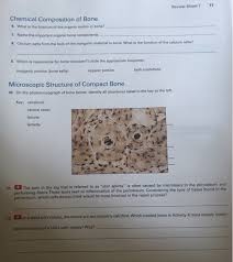 Solved Exercise Review Sheet Overview Of The Skeleton Nam Chegg Com