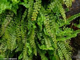 Image result for sleziník Asplenium