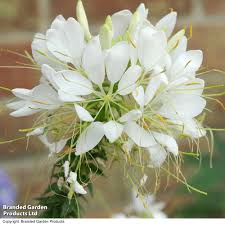 Image result for Cleome iberidella
