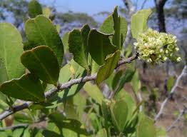 Image result for Gymnosporia senegalensis
