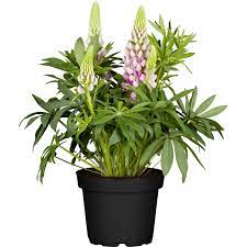 It also reverses the signs of aging like wrinkles. Obi Zwergige Garten Lupine Nanus Gallery Rosa Topf O Ca 9 Cm X 9 Cm Lupinus Kaufen Bei Obi