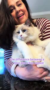The difference between a blue and lilac ragdoll. #ragdolls #ragdollcat  #ragdoll #blueragdoll #lilacragdoll #cat #catbreeds #cattok #catlove
