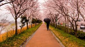 Gambar bunga mawar gugur dapat anda temukan disini. Bunga Sakura Di Jepang Bakal Mekar Lebih Awal