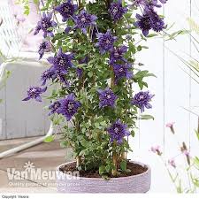 Check spelling or type a new query. Clematis Kokonoe Van Meuwen