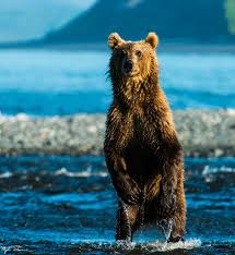 Standing Brown Bear — Clyde Elmore Photography
