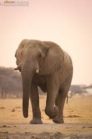 Elephants Elephant Love Majestic Animals Wildlife Animals