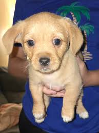 Male puppies for adoption in Michigan