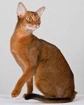 6 Amazing Egyptian Cat Breeds - Full List with Pictures