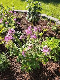 Image result for Cleome elegantissima