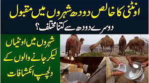 Camel milk is high in antioxidants, which help prevent damage to your cells that can lead to serious diseases such as cancer, diabetes, and heart diseases. Pure Camel Milk Doosray Milk Se Kitna Different Hai Camel Milk Sale Karne Walon Ke Inkishafat Urdupoint Video