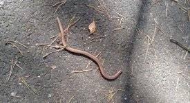 Westliche blindschleiche) (anguis fragilis) ist eine echsenart innerhalb der familie der schleichen (anguidae). Die Blindschleiche Beliebter Schneckenjager Im Garten Altes Gartenwissen De