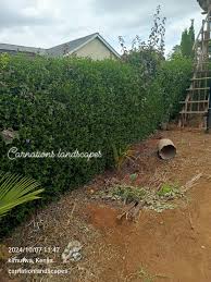 Image result for Barleria macrostegia