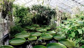 Der botanische garten ist für besucher geöffnet. 9crhgycocyvbrm