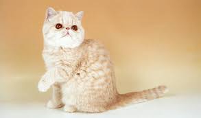 Check spelling or type a new query. Exotic Shorthair Cat Breed Information