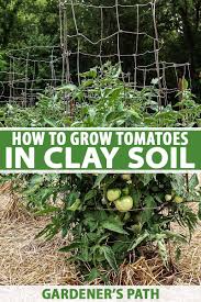 Free shipping on qualified orders. How To Plant And Grow Tomatoes In Clay Soil Gardener S Path