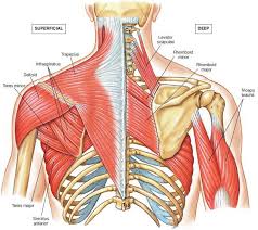 Covering an expanse from the neck to the tailbone, the back muscles are responsible for a broad range of functions, from extending the spine to shrugging the shoulders. Build An Incredible Back With This 30 Minute Workout Gymguider Com