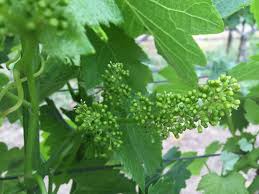 Maybe you would like to learn more about one of these? Napa Valley Winemaker Alison Crowe Explains Grapevine Bloom