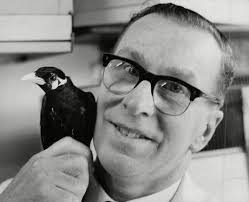 George Finnett Pet Shop Owner Wood Editorial Stock Photo