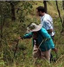 Image result for Oliverella rubroviridis