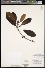 Image result for Pittosporum mildbraedii