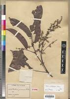 Image result for Dialium guineense