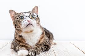 A cat's visual acuity is anywhere from 20/100 to 20/200, which means a cat has to be at 6 metres to see what an average human can see at 20 or 30 metres. How Well Do Cats See What You Need To Know All To Do With Cats