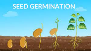 Seed Germination How Does A Seed Become A Plant Youtube Seed Germination Germination Seeds