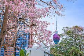 Bad hearth continues their winning streak, and along with october, november is one of the worst months in sri lanka. Colombo Blossoms Caption Story Daily Mirror