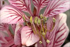 Image result for Rutaceae