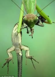 * you can sometimes find an advertisement for mantis's you can purchase and release in the garden. Sam S Organic Pest Control Skillshare Student Project