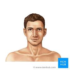 It involves several bones and forms several joints that make up what is collectively called the shoulder complex. Head And Neck Anatomy Structures Arteries And Nerves Kenhub