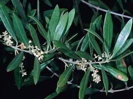 Image result for Oleaceae