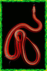 We have an extensive collection of amazing background images carefully chosen by our community. Snake Iphone Live Wallpaper Download On Phoneky Ios App