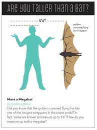 A meme of baseball bats being sold in a store in the philippines has sparked an interesting discussion on the popularity of baseball in the country. Goldencrowned Flying Fox Bat Conservation International