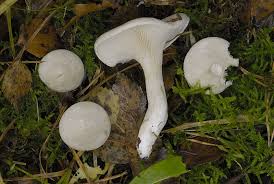 Image result for Clitopilus prunulus