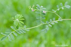 Image result for Tephrosia polystachya