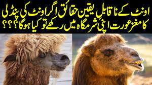 It can walk 60 km in a day. Top Hidden Facts About Camels In Urdu Hindi Khawab Mein Tabeer Urdu Information Lab Youtube