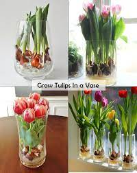 Pin On Gardening Backyards Some Other Ideas