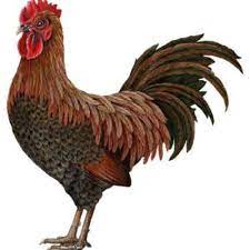 Rooster in english pencil on wood. Stream Mahani Mohd Ayam Jantan Ayam Betina Reedit By Izart21 Listen Online For Free On Soundcloud