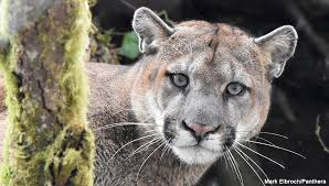 Native to the americas, its range spans from the canadian yukon to the southern andes in south america and is the most widespread. The Olympic Cougar Project Dr L Mark Elbroch